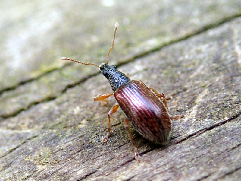 Phyllobius oblongus (Curculionidae)